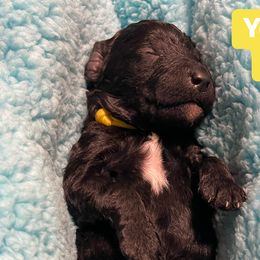 Girl 4 - Poodle puppy in Vancouver, Washington from Urban Hero Poodles