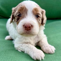 Blue collar boy - Brown and white male Bernedoodle puppy in Colorado Springs, Colorado from Mercy Mountain Bernedoodles