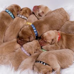 Labrador Retriever Puppies from UC Labradors