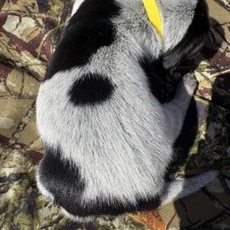 Cora - Blue ticked and tan female Bluetick Coonhound puppy in Mount Pleasant, Texas from Harmons Hounds
