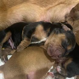 Male black and Tan (Dax) - Black and brown male Basset Hound puppy in Oviedo, Florida from Boss Farms