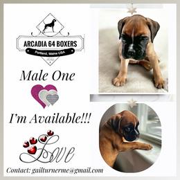 Male 1 - Fawn male Boxer puppy in Portland, Maine from Gail's Boxers