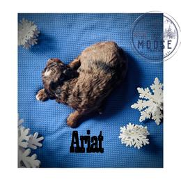Ariat - Merle female Bernedoodle puppy in Belleville, Michigan from Moose Tracks Bernedoodles