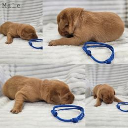 Navy Collar- Male - Yellow male Labrador Retriever puppy in Boyd, Minnesota from Lindley Labradors
