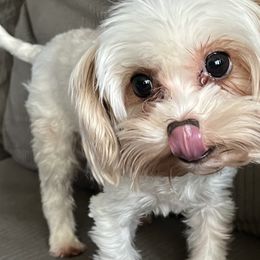 Lilly - Yorkshire Terrier