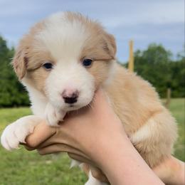Red collar - White and gold female Border Collie puppy in Graceville, Florida from Fire N Arrows Border Collies
