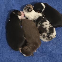 Belgian Malinois and Miniature American Shepherd Puppies from Raindance Ranch