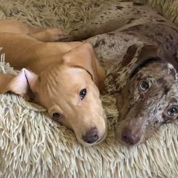 Dachshunds from Texas Blessed Dachshunds