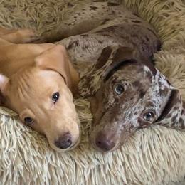 Dachshunds from Texas Blessed Dachshunds