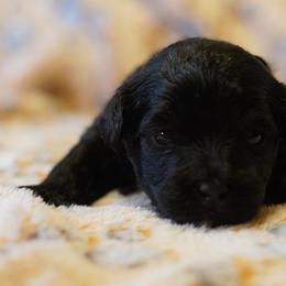 Orange Collar Girl - Black female Yorkipoo puppy in Las Vegas, Nevada from Plush Toy Poodle Puppies & Pals