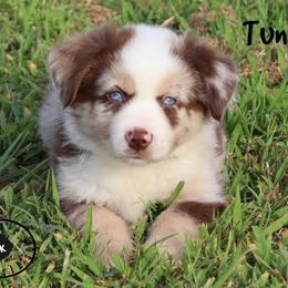 Tundra - Red merle male Miniature Australian Shepherd puppy in Garden Plain, Kansas from Krazy K Aussies