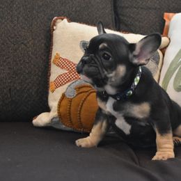 Bulldog and French Bulldog Puppies from Raise The Woof Bulldogs