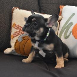 Bulldog and French Bulldog Puppies from Raise The Woof Bulldogs