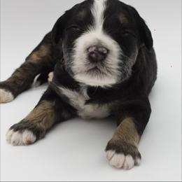 Frappe - Tri-color male Bernedoodle puppy in Scottsville, Kentucky from Barren River Bernedoodles and Poodles