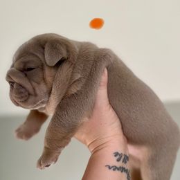 DiNozzo - Lilac tri-color male Bulldog puppy in Hernando, Mississippi from Blues City Bulldogs