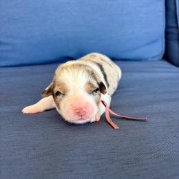 Hallie - Blue merle female Australian Shepherd puppy in Jacksonville, Florida from Autumn's Aussies