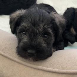 Miniature Schnauzer Puppies from Aria's Miniature Schnauzers