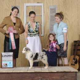 Australian Shepherd Puppies from Gemfire Australian Shepherds