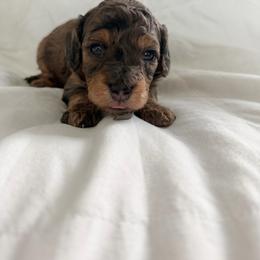 Valor - Blue merle male Bernedoodle puppy in Jacksonville, Florida from Autumn's Aussies