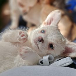 Boy 1 - Cream and white Chihuahua puppy in Gray, Louisiana from Chi Chi's Place
