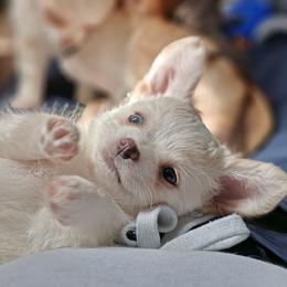 Boy 1 - Cream and white Chihuahua puppy in Gray, Louisiana from Chi Chi's Place