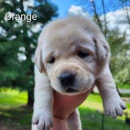 Orange collar - Yellow female Labrador Retriever puppy in Mossyrock, Washington from White River Labradors