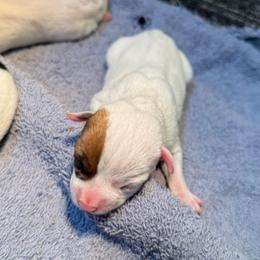 Sunny - Brown and white female Jack Russell Terrier puppy in Fairbury, Illinois from Kilgus Jack Russell Terriers