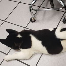 Akita Puppies from Mizuki Akita LLC.