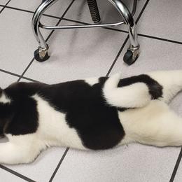 Akita Puppies from Mizuki Akita LLC.