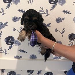 Miles - Tri-color male Cavapoo puppy in Riverview, Florida from Doodley Doo Doodles