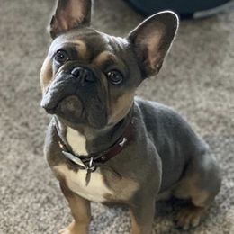 Kobe - French Bulldog