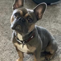 Kobe - French Bulldog