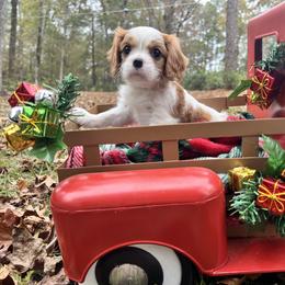 Girl 3 - female Cavalier King Charles Spaniel puppy in Yellowpine, Texas from Toledo Bend Cavaliers