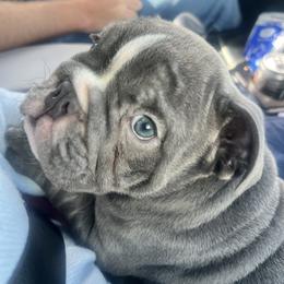 Cappuccino - Blue tri-color female Bulldog puppy in Medical Lake, Washington from Back Forty Boxers and Old English Bulldogs