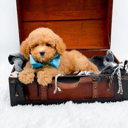 Tate - Red male Bernedoodle puppy in North Carolina from NC Doodle Puppies