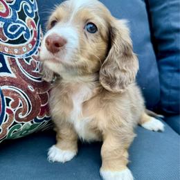 Green collar - Dapple male Dachshund puppy in Cherry Valley, California from Sugar and Spice Dachshunds