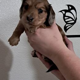 Dachshund Puppies from TNT MINI DACHSHUNDS