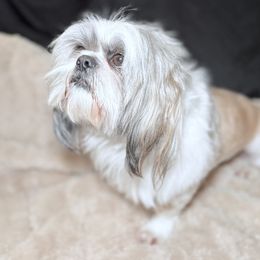 Jager - Shih Tzu