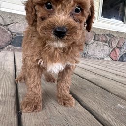 Drew - Red male Cavapoo puppy in Camden, Michigan from FurEver Friends Finder