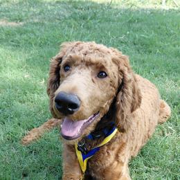 Ollie - Poodle
