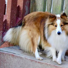 Shetland Sheepdog All Grown Up from Fox Point Farm Toy Shelties