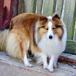 Shetland Sheepdog All Grown Up from Fox Point Farm Toy Shelties