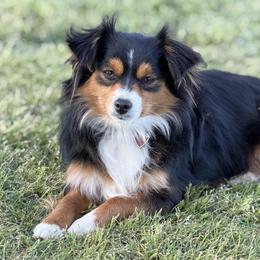 Toy Australian Shepherd puppies from Maze Farms