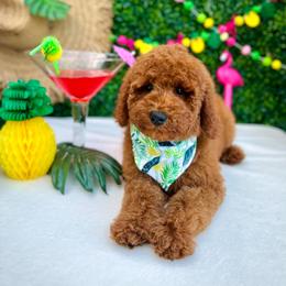 Bella's Green Boy - Red  male Goldendoodle puppy in Kountze, Texas from Texas Doodles LLC