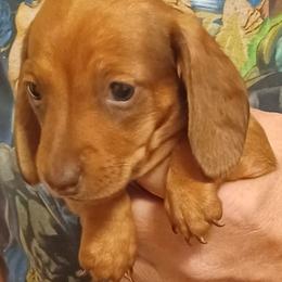 Meg (Red) - Red female Dachshund puppy in Frankfort, Kentucky from Gigi's Dachshunds