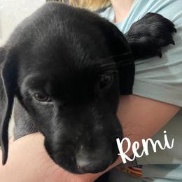 Remi - Labrador Retriever puppy from River Mountain Kennels
