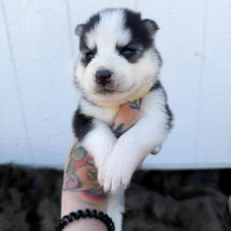 Boy 2 - Black and white male Siberian Husky puppy in Solon Springs, Wisconsin from Werpstead Shorties