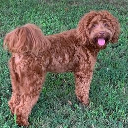Australian Labradoodle Puppies from Beck ‘N Ridge Australian Labradoodles