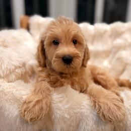 Revival - Apricot female Goldendoodle puppy in North Royalton, Ohio from Johnson's Doodles