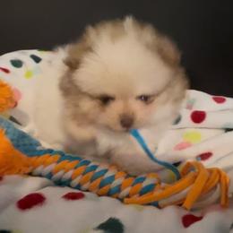 Little Mister - Chocolate parti male Pomeranian puppy in Burton, Michigan from Ranger's Pomeranians